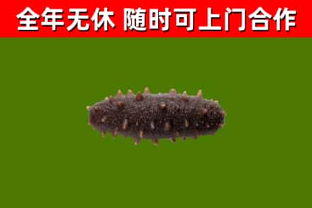 文县区烟酒回收干海参.jpg